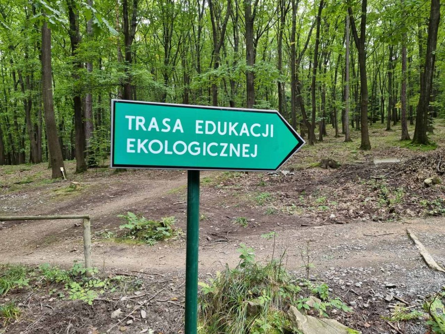 Nienaturalna roślinność w Cygańskim Lesie. Wyjątkowe okazy mogą żyć ponad tysiąc lat! ZDJĘCIA