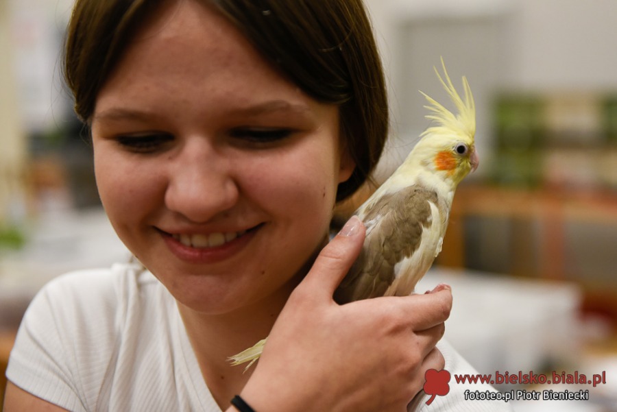 Zadziwiające ptaki egzotyczne. Bezpłatna wystawa tylko do niedzieli! ZDJĘCIA
