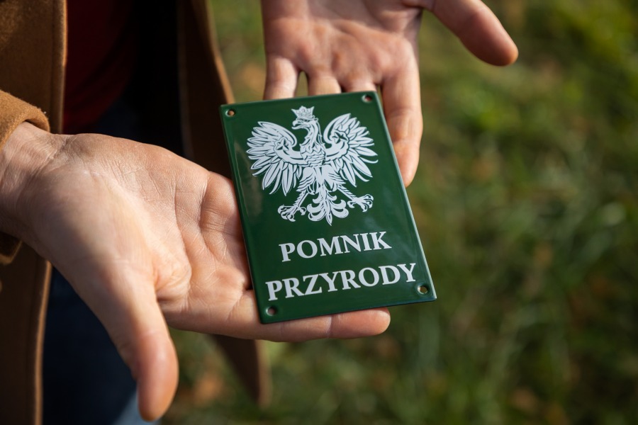 Wyjątkowe drzewo w Bielsku-Białej. Może dożyć ok. 2 tys. lat ZDJĘCIA