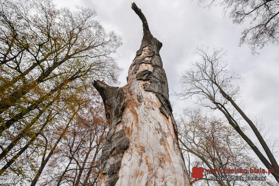 Park Włókniarzy otwarty po rewitalizacji. Duże zmiany na placu Mickiewicza ZDJĘCIA